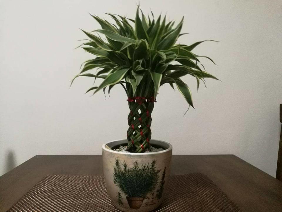 Aaa公寓 大雅台 外观 照片